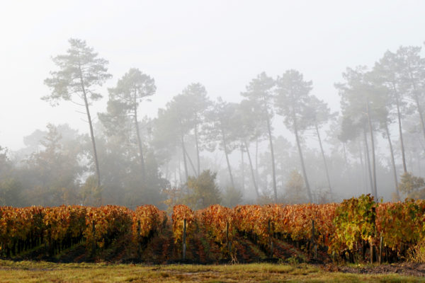 Weinberg im Herbst