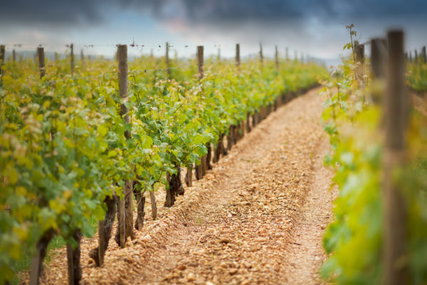 Reben im Weinberg