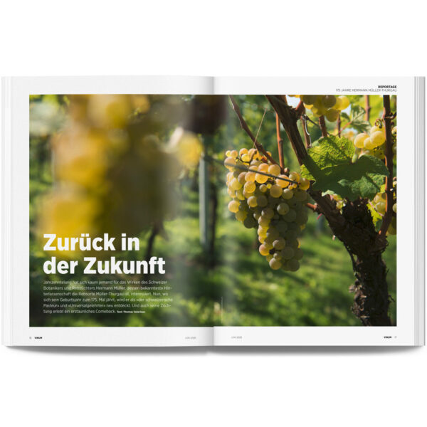 2504_Hermann Müller_Müller Thurgau