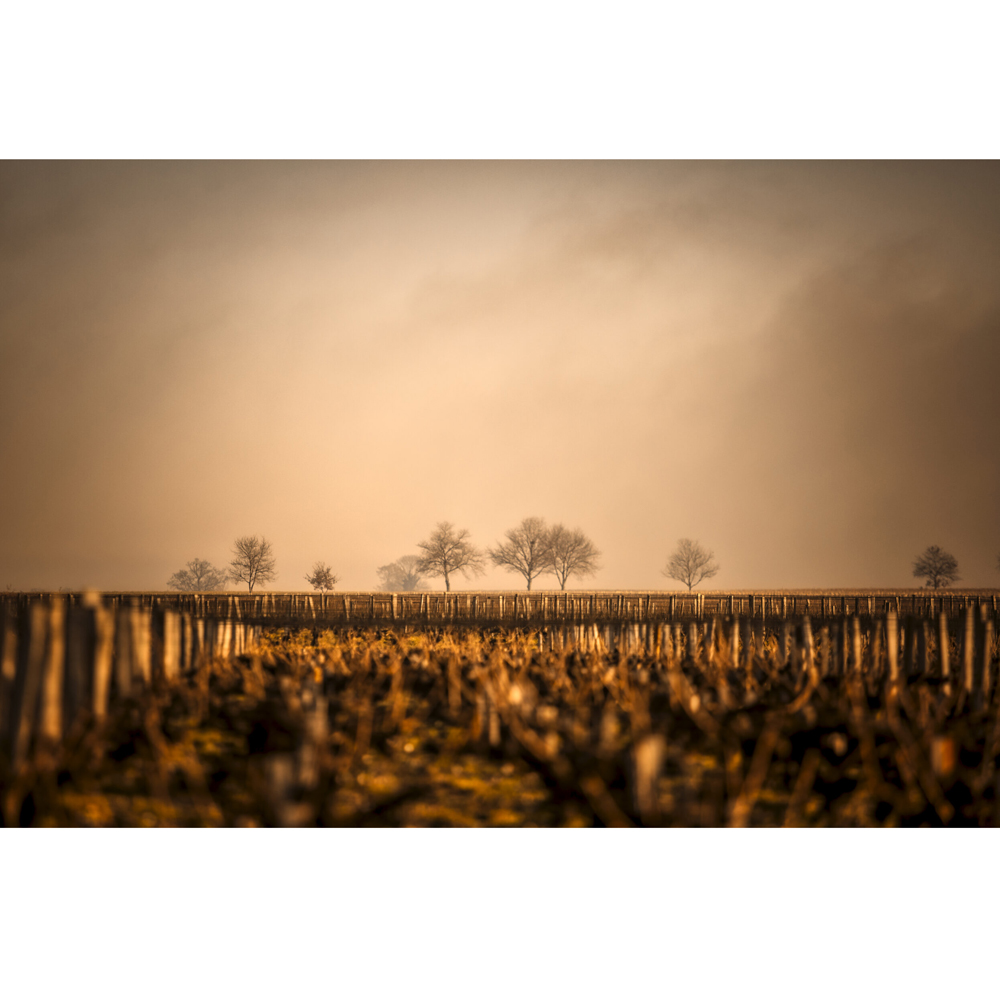 Chateau Saint-Pierre Weinreben